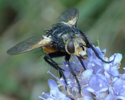 Nowickia ferox